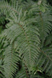 阙类植物叶子