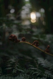 阙类植物叶子