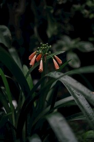 石蒜花