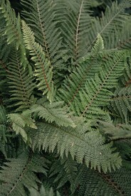 阙类植物叶子