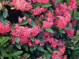 红色花丛
