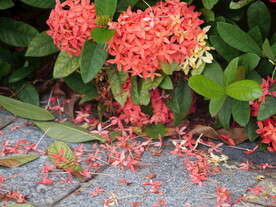 花瓣飘落