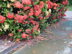 花瓣落地
