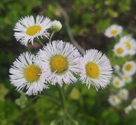 蓬花