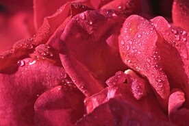花瓣