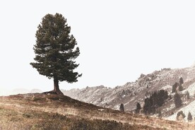 山坡上的树