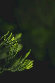 松柏