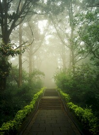 林间小路