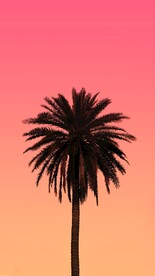 椰子树