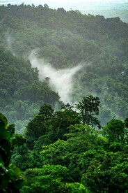 山林