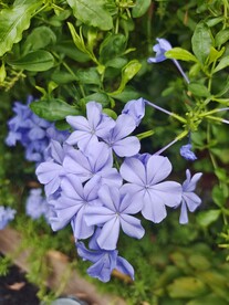 蓝雪花