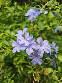 蓝花丹