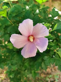 木棉花
