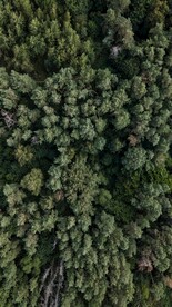 航拍树林