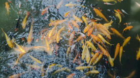 锦鲤观赏鱼群