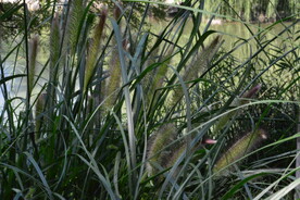 狼尾草 