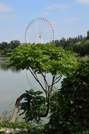 公园风景 