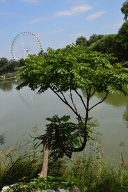 公园风景 