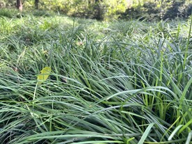 草丛