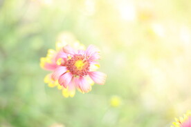 虎皮菊