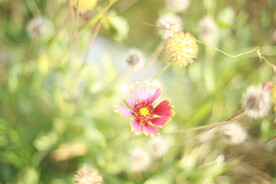 虎皮菊