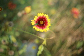虎皮菊