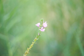 小花