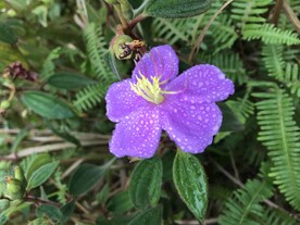 野牡丹花
