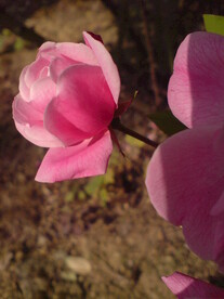 月季花