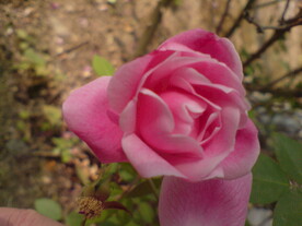 月季花