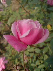 月季花 