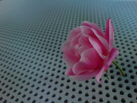 月季花