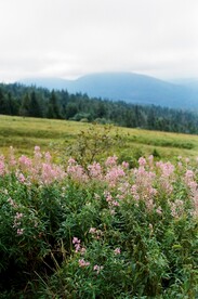 山上的野花