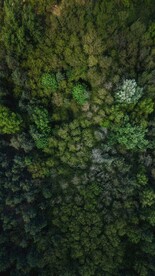 航拍树林