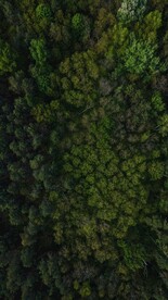 航拍树林