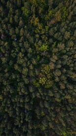 航拍树林