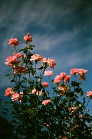 蔷薇花
