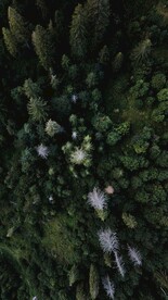 航拍树林