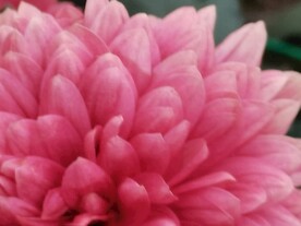 特色菊花