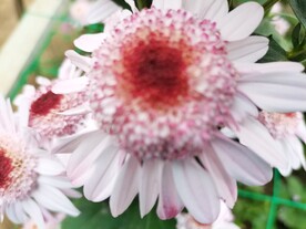 特色菊花