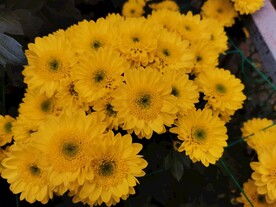 特色菊花