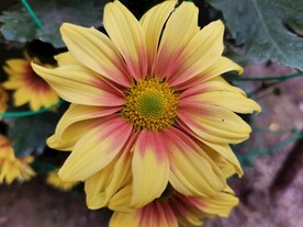 特色菊花