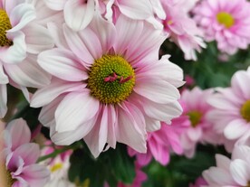 特色菊花