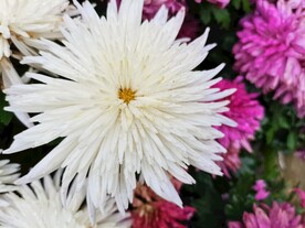 特色菊花