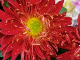 特色菊花