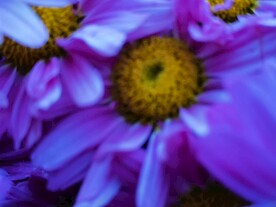 特色菊花