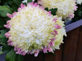 特色菊花