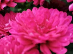特色菊花