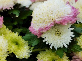 特色菊花