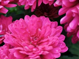 特色菊花